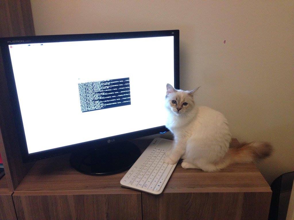 I kočka zvládne práci s terminálem v Linuxu; že by namísto RedHat vznikl RedCat?